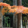 高野山の紅葉 1４