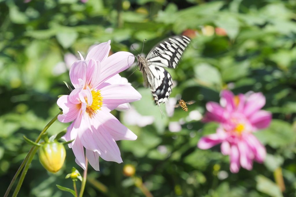 揚羽と蜜蜂