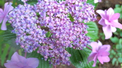 紫陽花