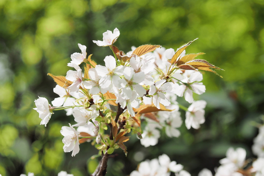 桜