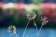 ひっつき虫 １