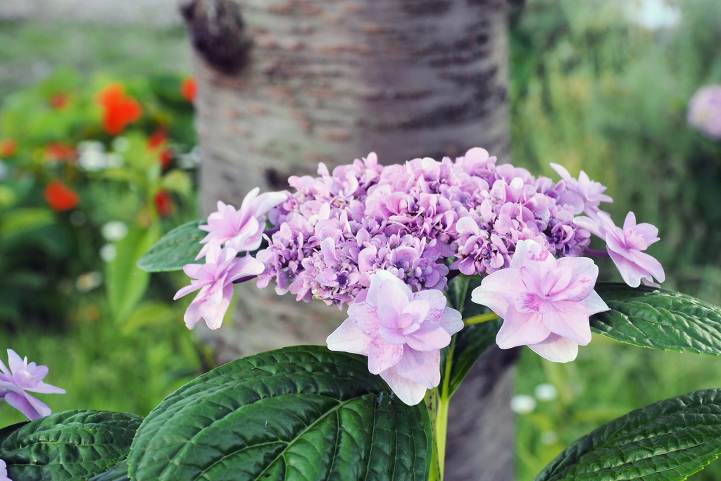 ピンクの紫陽花 1