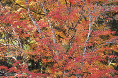 紅葉