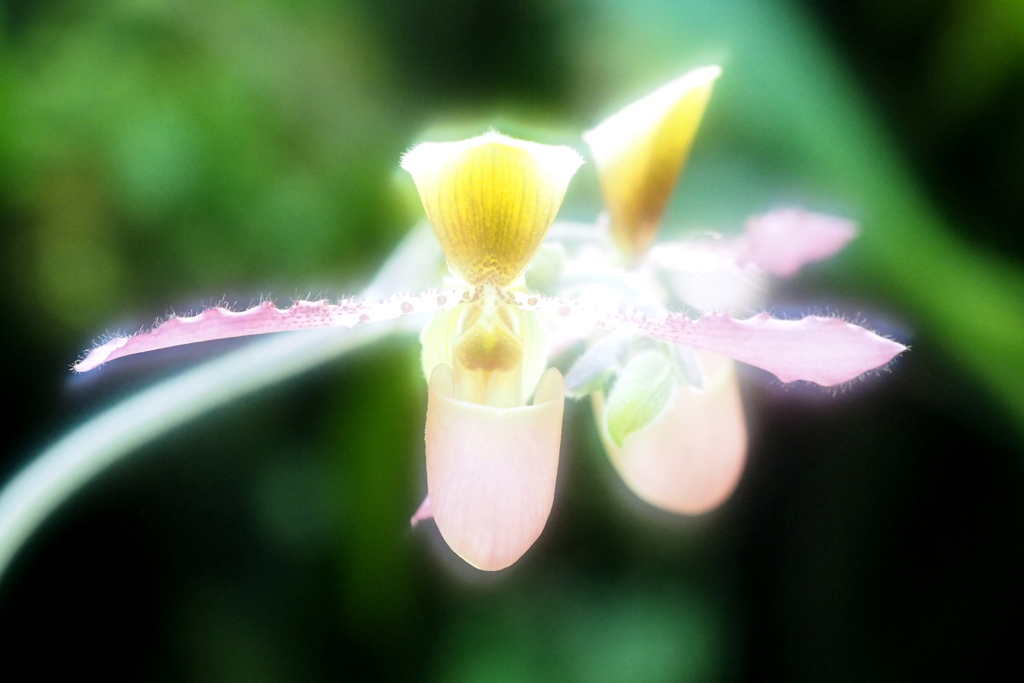 咲くやこの花館の花 ８