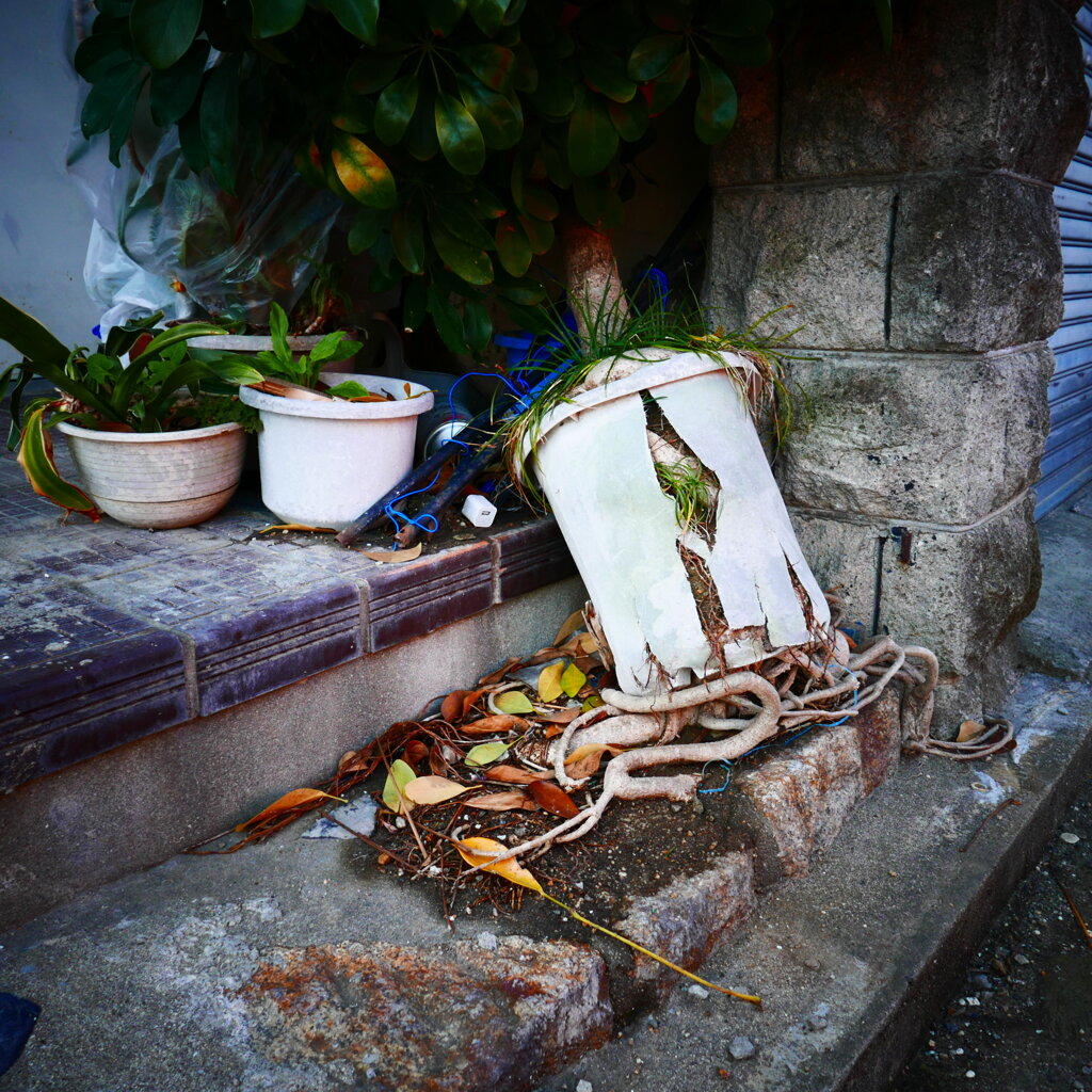 植物も爆発だっ