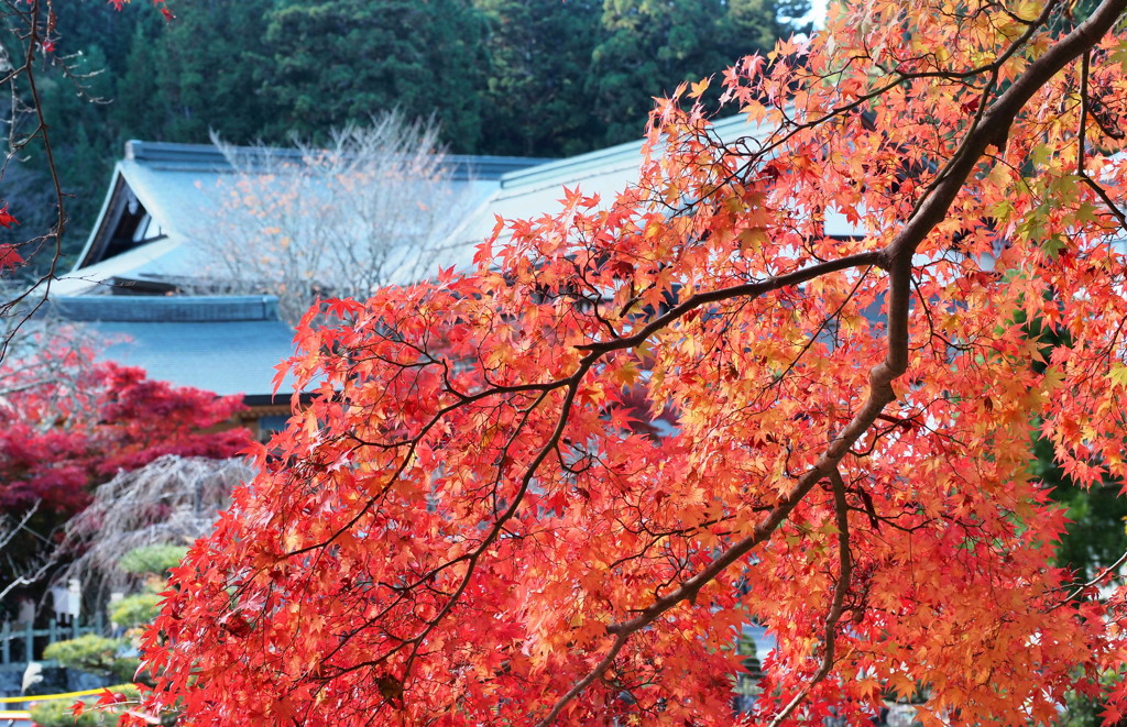 西南院と紅葉