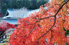西南院と紅葉