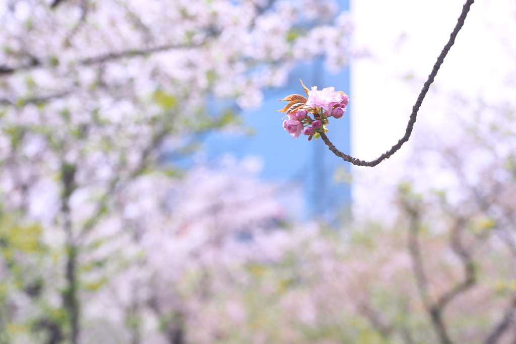 八重桜