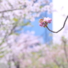 八重桜