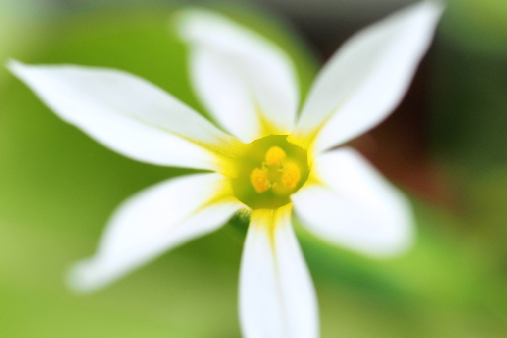 ちっちゃな花