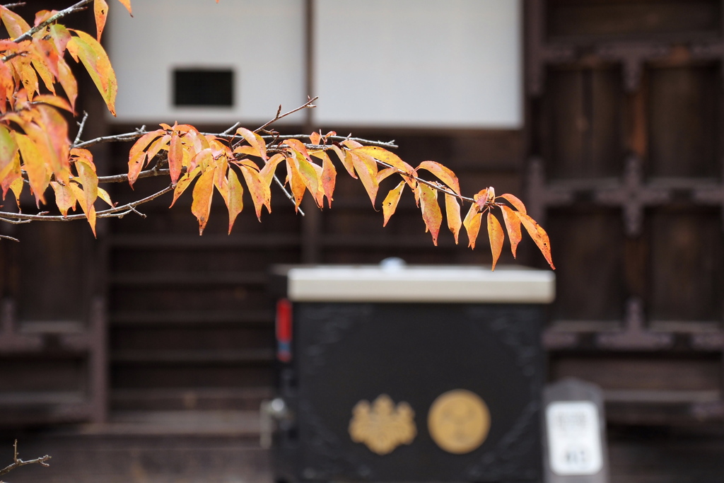 桜紅葉