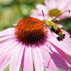 エキナセアとオオスカシバ