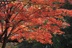 高野山の紅葉 ２