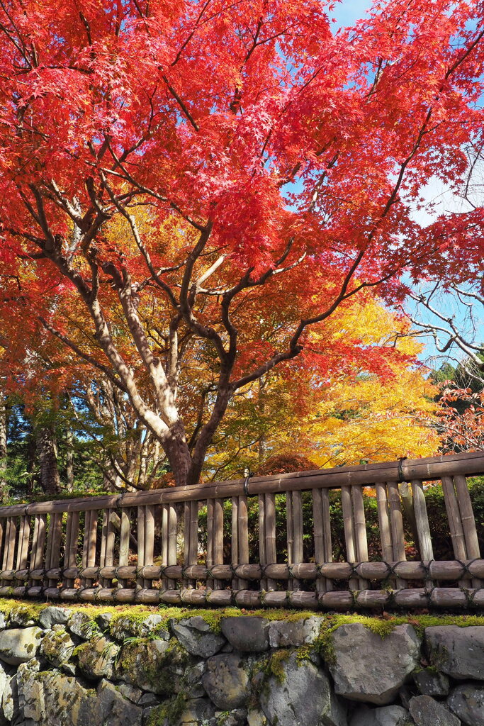 高野山の紅葉 ８