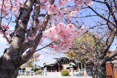 桜 ４