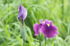 花菖蒲