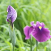 花菖蒲