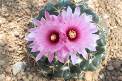 乾燥地植物室の花 ９