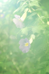 自然のソフトフィルター^^;