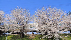 桜と電車 ３