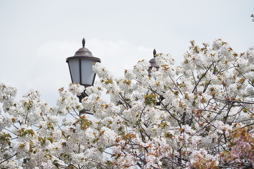 桜の通り抜け