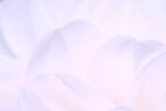 ダリア ５