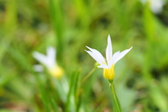 ちっちゃな花