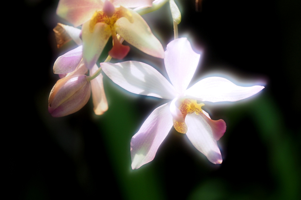 咲くやこの花館の花 ７