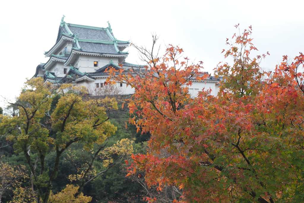 秋色和歌山城 ５