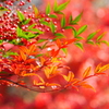 南天紅葉