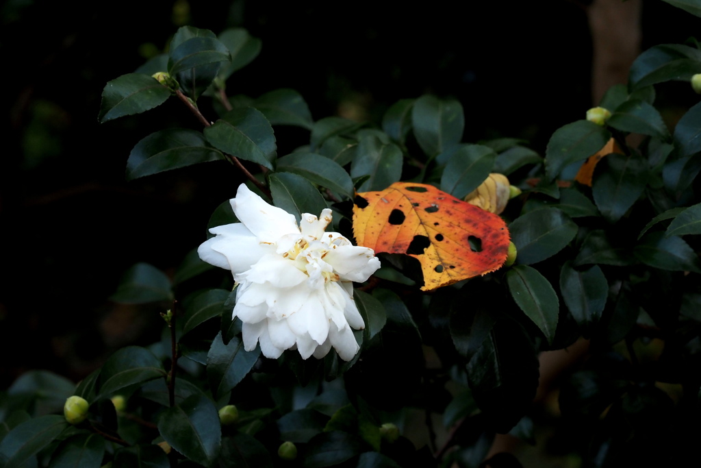 山茶花と落葉