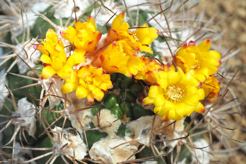 乾燥地植物室の花 ３