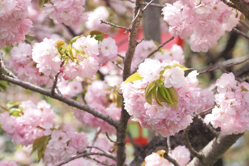 大手毬（「今年の花」）