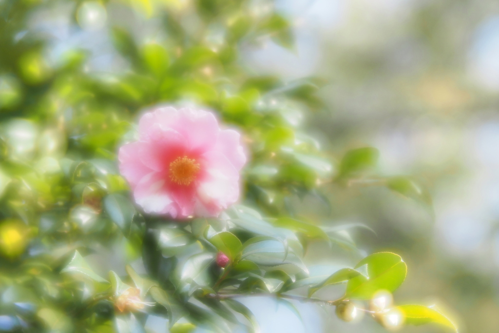 椿 １