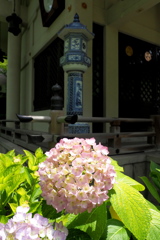 陶器神社の紫陽花