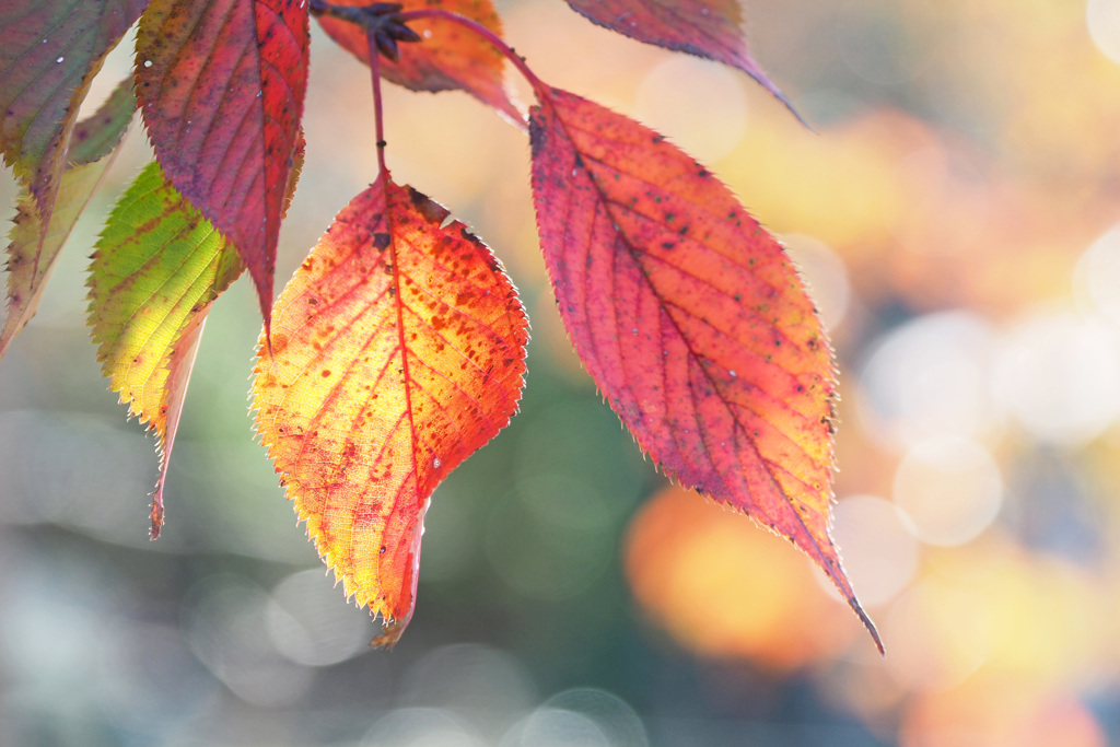 桜紅葉