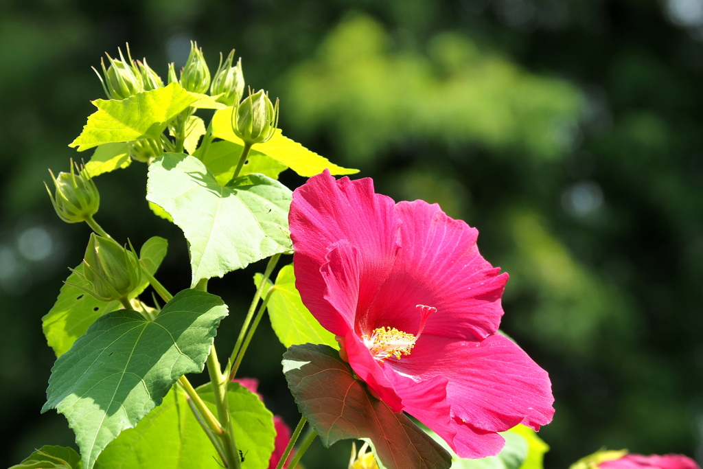 芙蓉 ２
