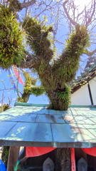 屋根