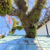 屋根