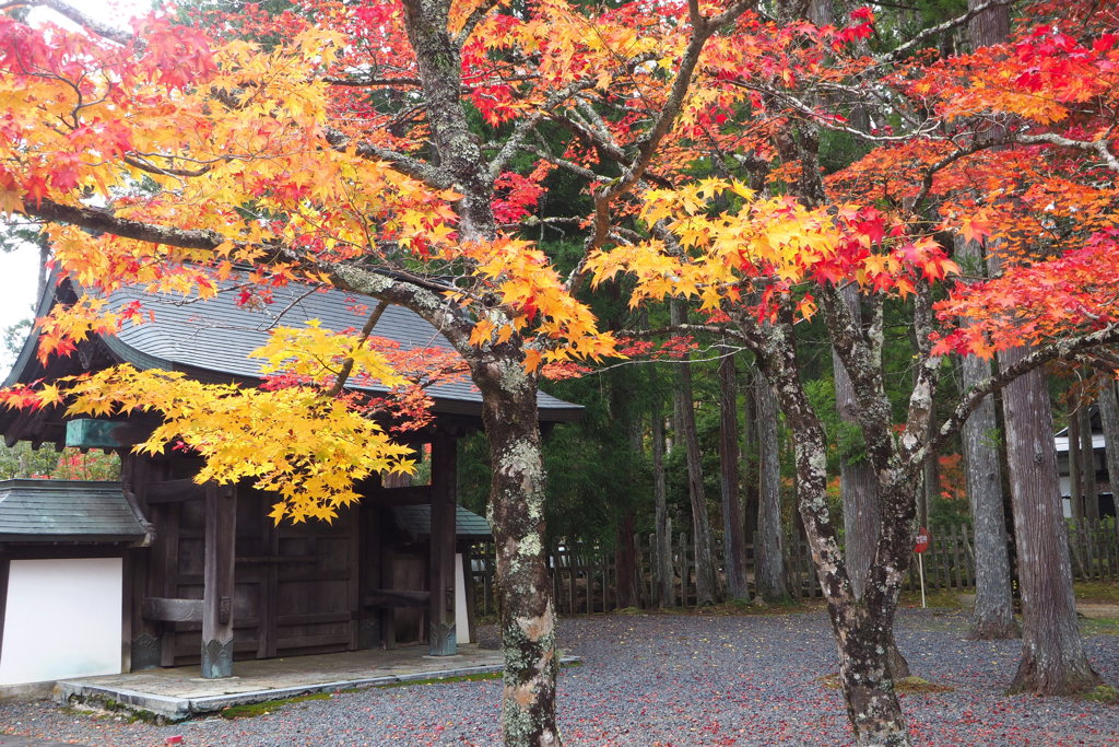 高野山の紅葉