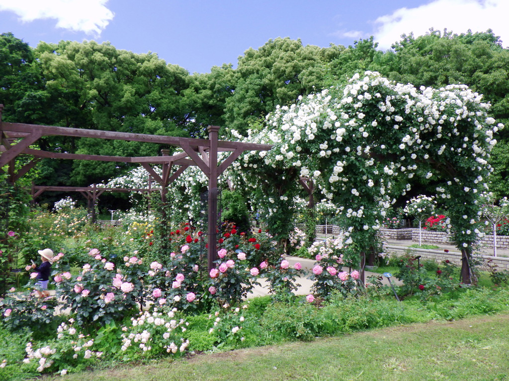 長居植物園バラ園
