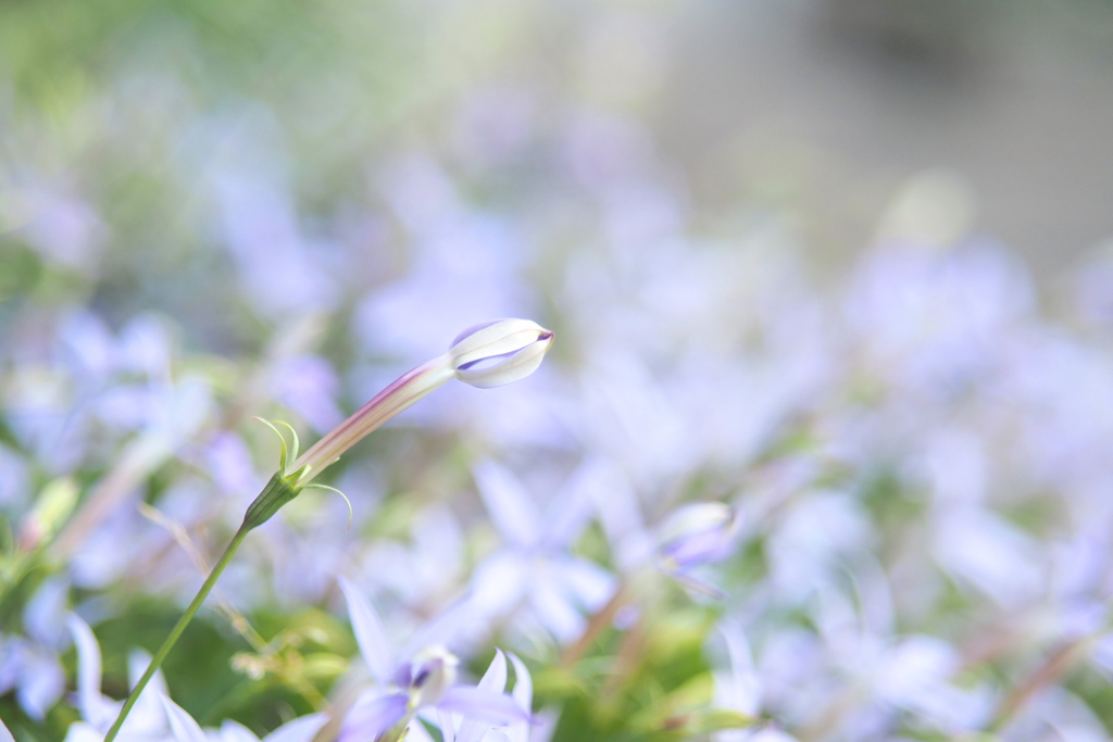 小さな花