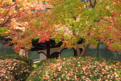 紅葉渓庭園・鳶魚閣 １