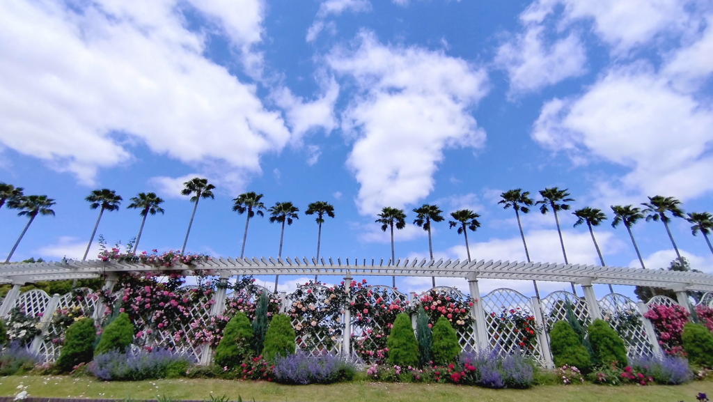 長居植物園バラ園