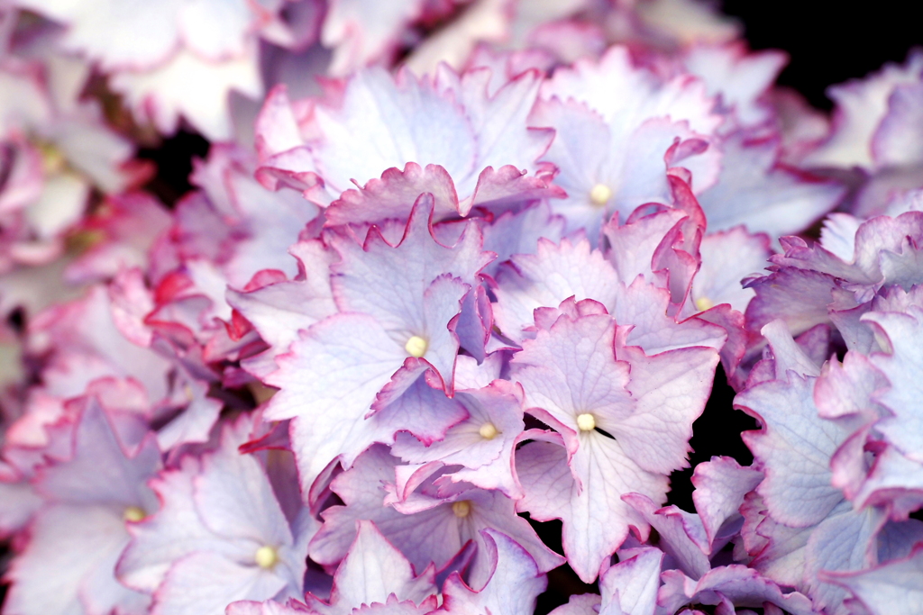 紫陽花 ４
