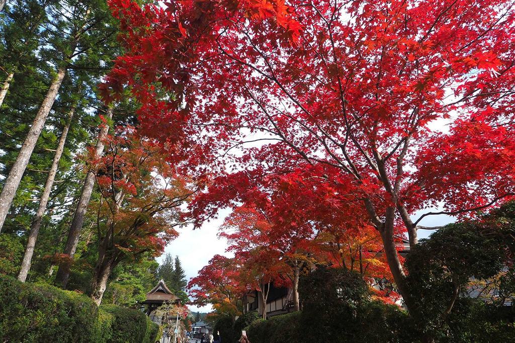 蛇腹道の紅葉（高野山）