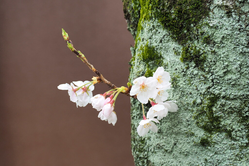 胴付き桜 １