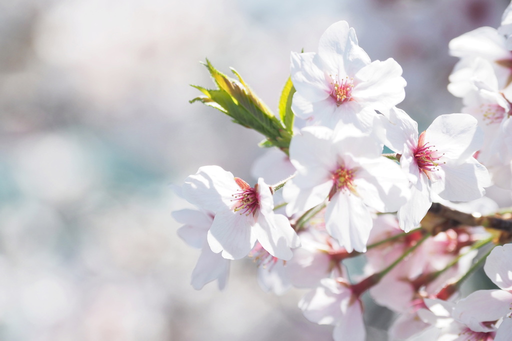 桜 ６