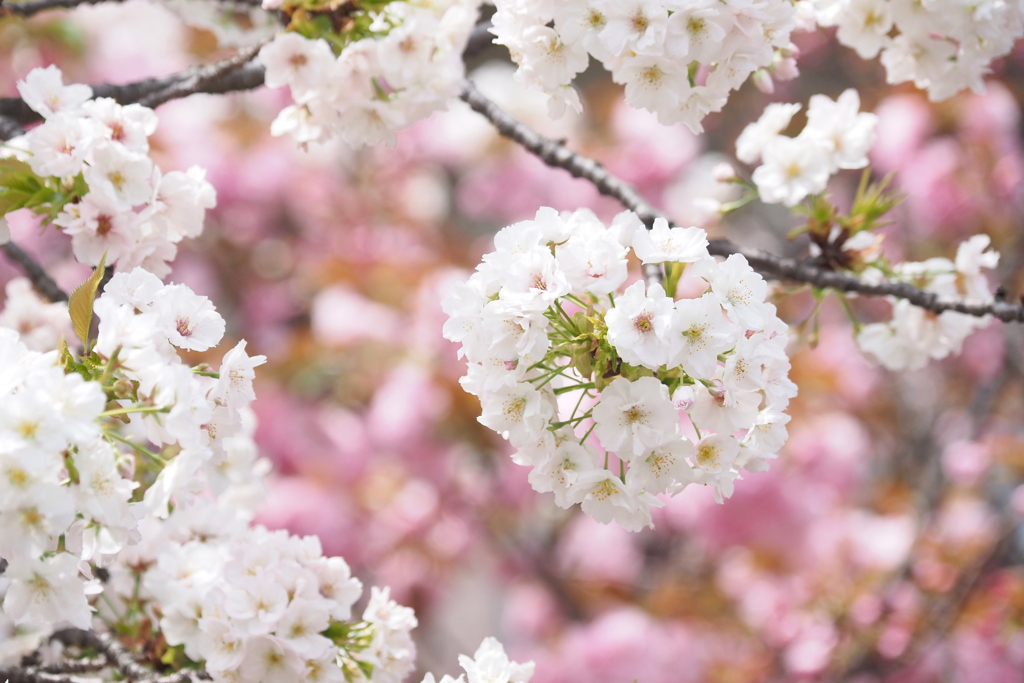 桜の通り抜け