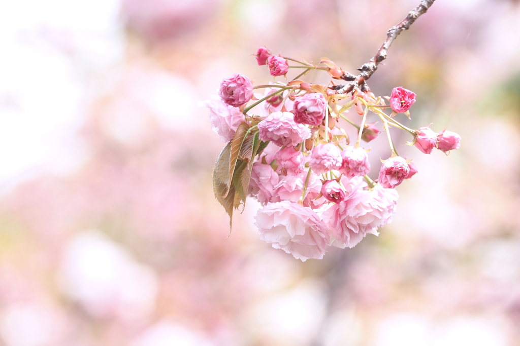 桜の通り抜け